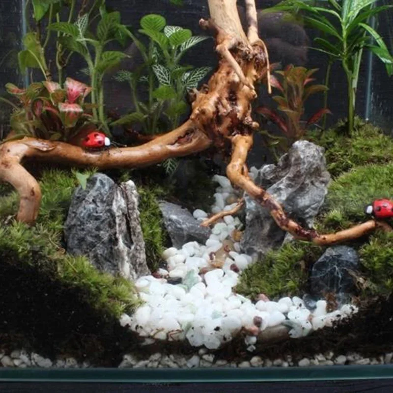 Tronco d'albero naturale Drift - Marine Aquarium For Sale recensione e prezzo