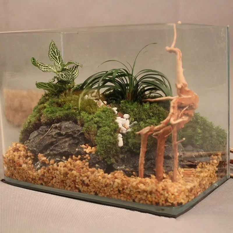 Tronco d'albero naturale Drift - Marine Aquarium For Sale recensione e prezzo