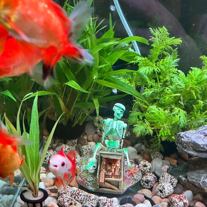 Acquario Aerobico Paesaggio Bu - Marine Aquarium For Sale recensione e prezzo