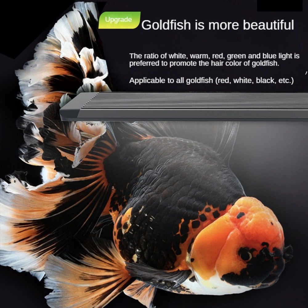 Lampada LED per Acquario con L - Aquarium Marine Clearwater recensione e prezzo