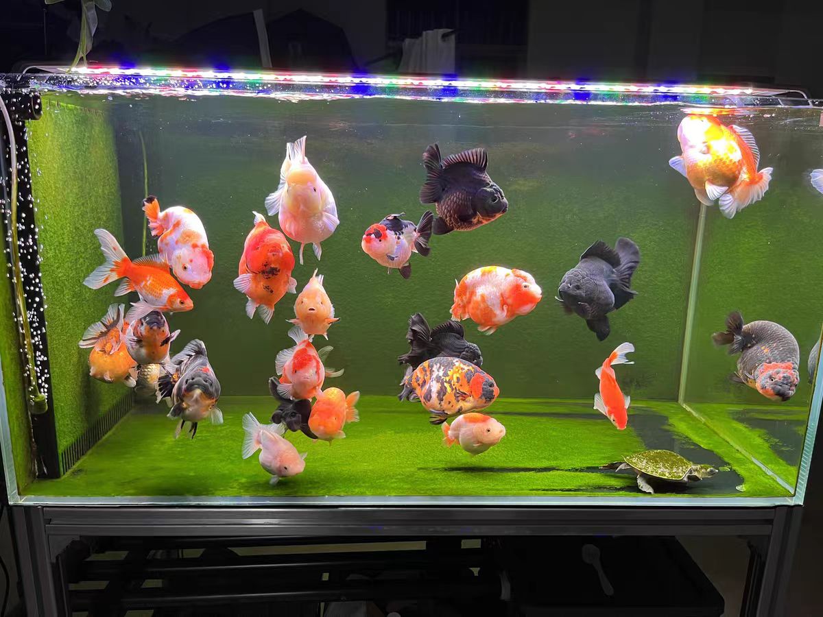Lampada LED per Acquario con L - Aquarium Marine Clearwater recensione e prezzo